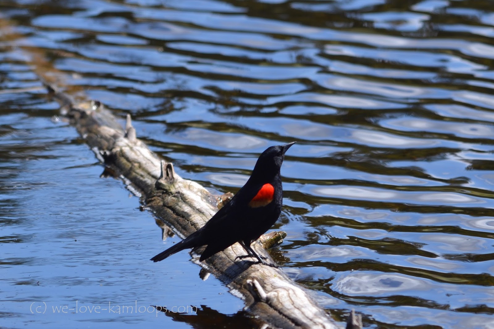 welovekamloops The Many Birds of Peter Hope Lake Eagles