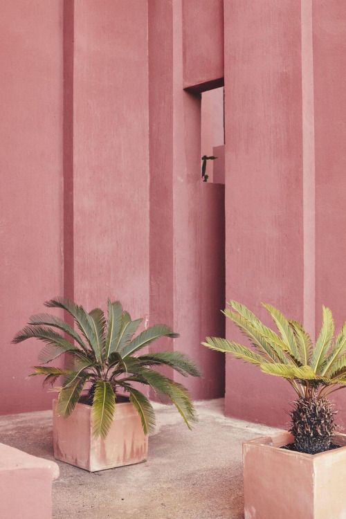 collage, rosa, pink, hues, color, flowers, plants, palm
