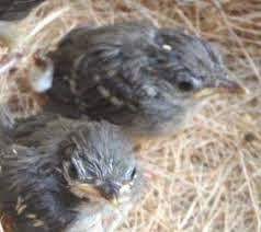 Cara Membedakan Ciblek Anakan Jantan Dan Betina 100 Akurat