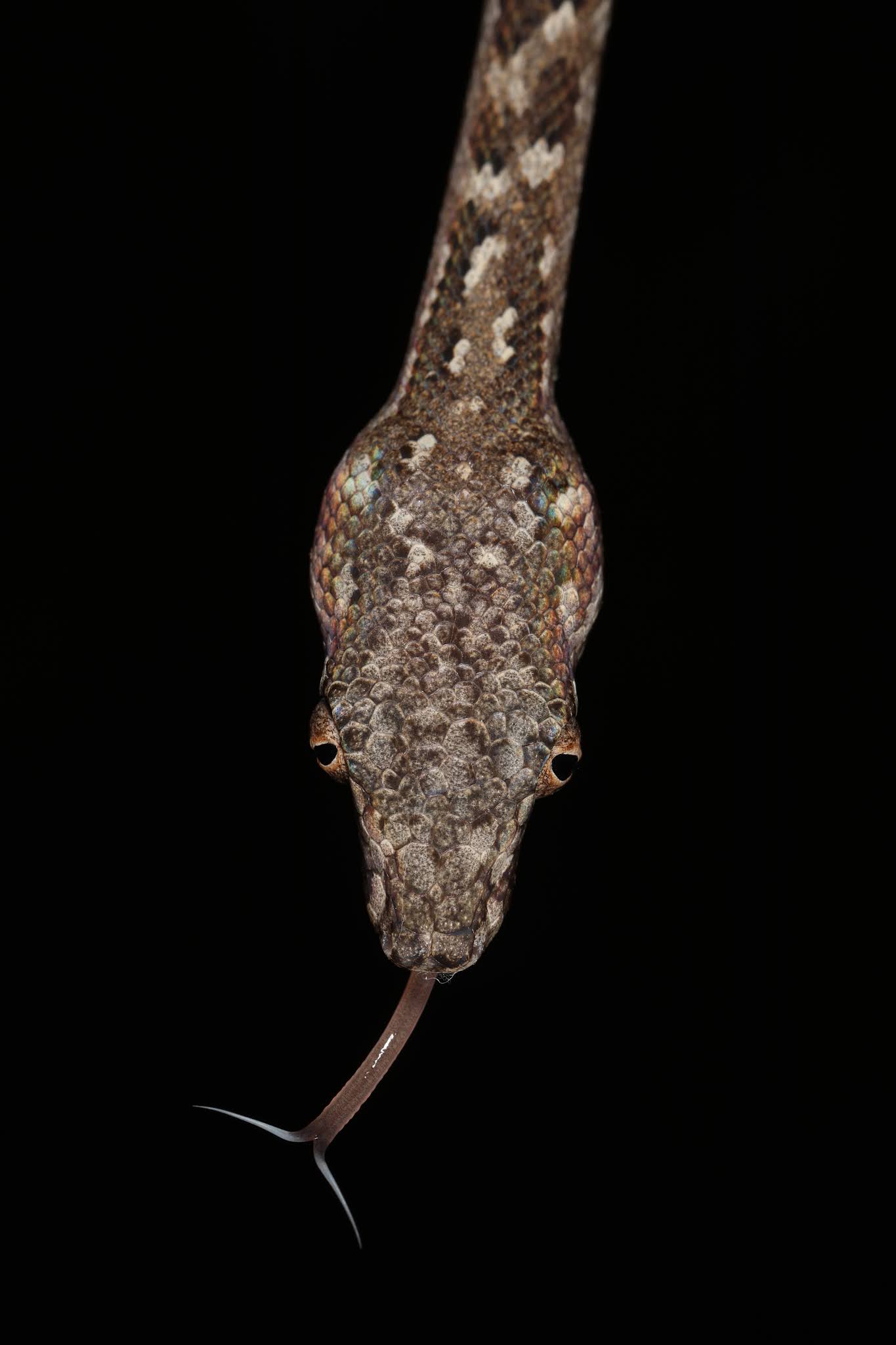 Species New to Science [Herpetology • 2021] Chilabothrus ampelophis