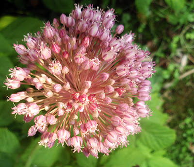 Flores de color rosa de Allium ampeloprasum