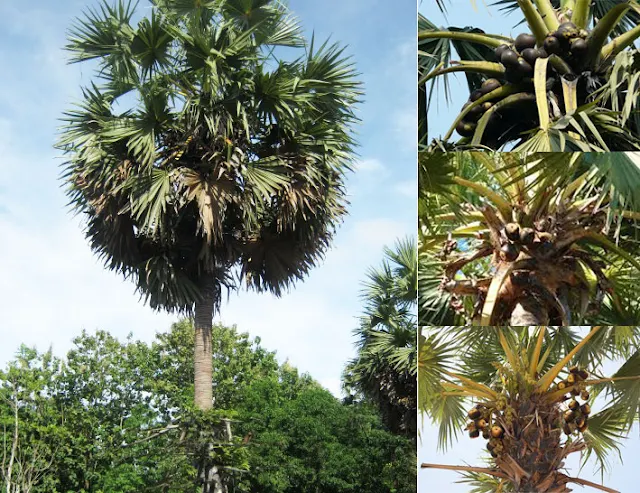 Gambar Pohon lontar Sulawesi Selatan