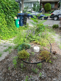Leslieville garden cleanup front garden before Paul Jung Gardening Services Toronto
