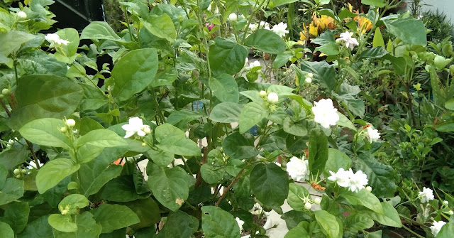 arabian jasmine in home garden