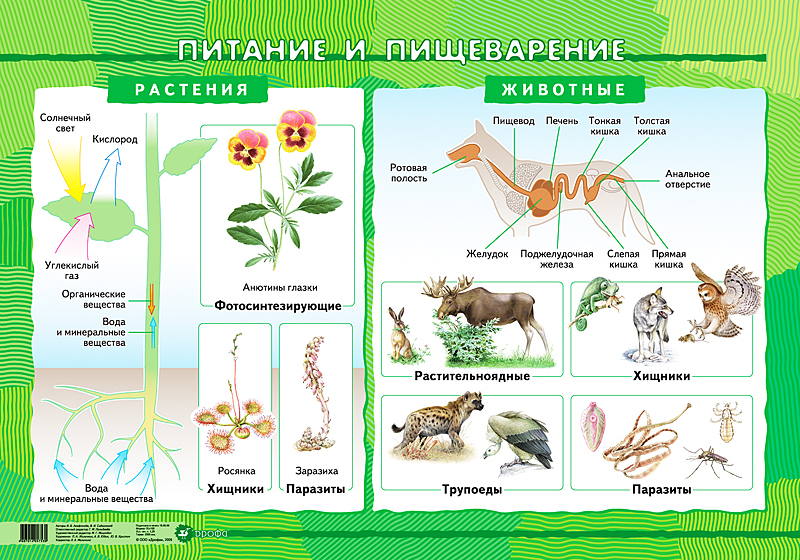 Схема по биологии
