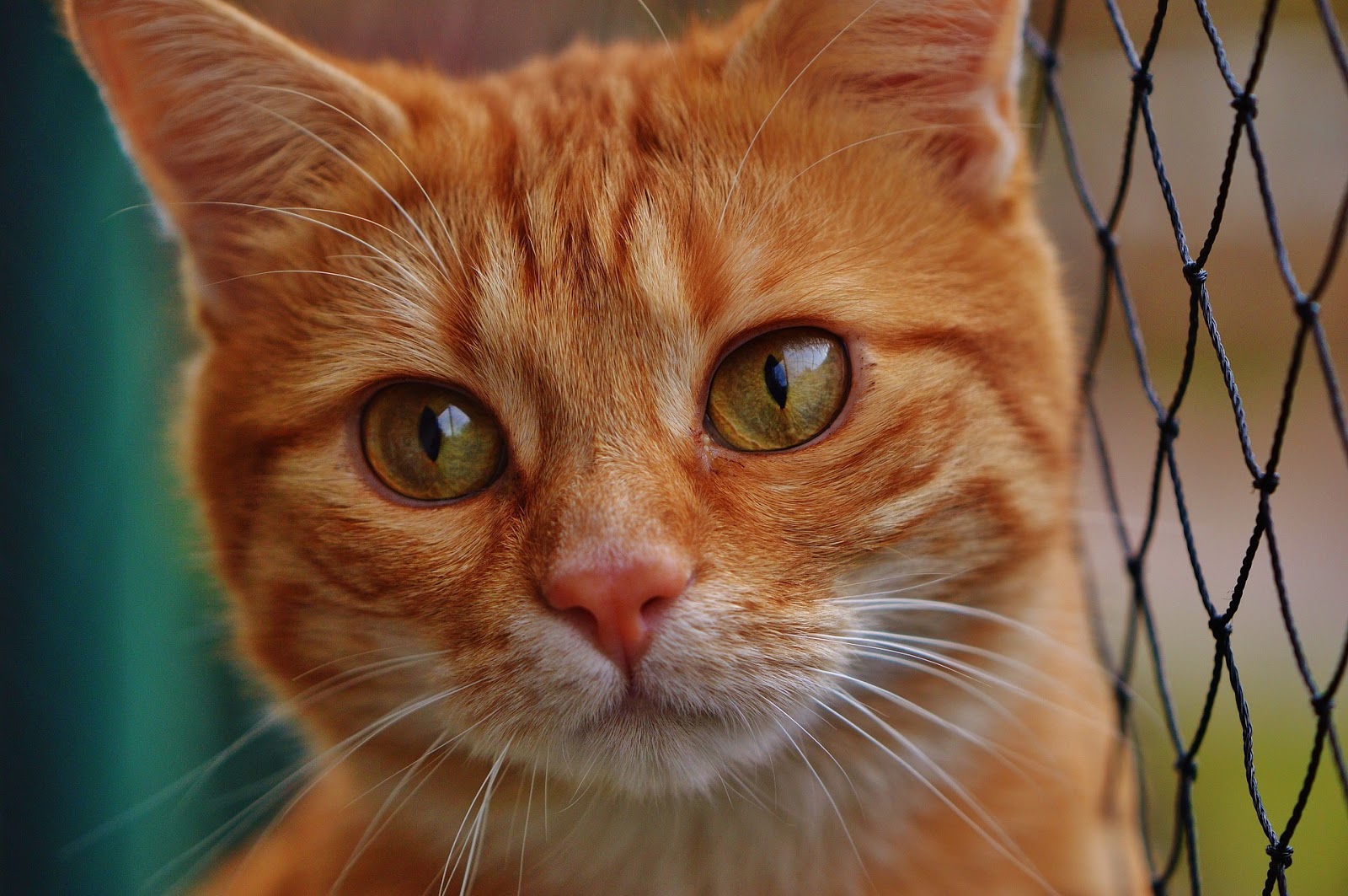 Cara Merawat Kucing  Kampung Untuk Dijadikan Hewan  