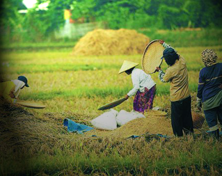 Gambar upaya peningkatan produktivitas pertanian di Indonesia