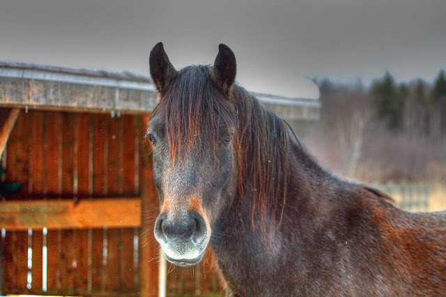 caballo negro con pelaje de visos rojizos