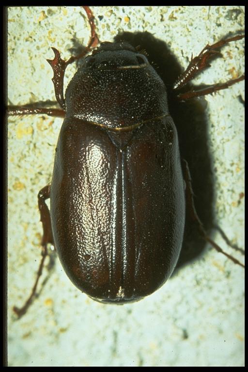 Bexar County Entomology June Beetles by Numbers this Spring