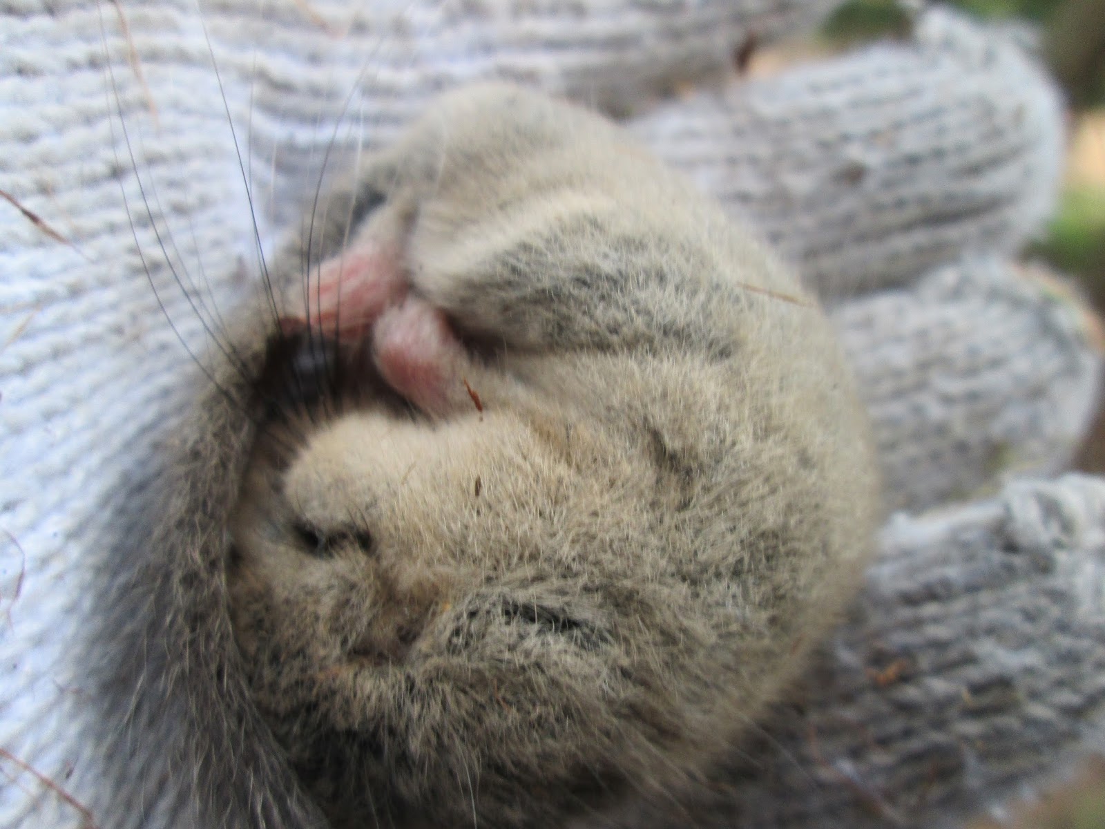 ほっと行動学 これはカヤネズミではなくヤマネです というとカヤネズミとして記憶に残ったりして でもこのカヤネズミじゃなかった ヤマネ の髭の長さ モモンガもそうだけど 夜行性の樹上性の小型哺乳類は長い髭をもっている