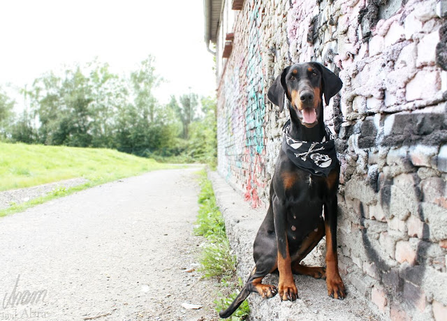 Mein Hund hat ein Superfrauchen, weil... [Blogparade]