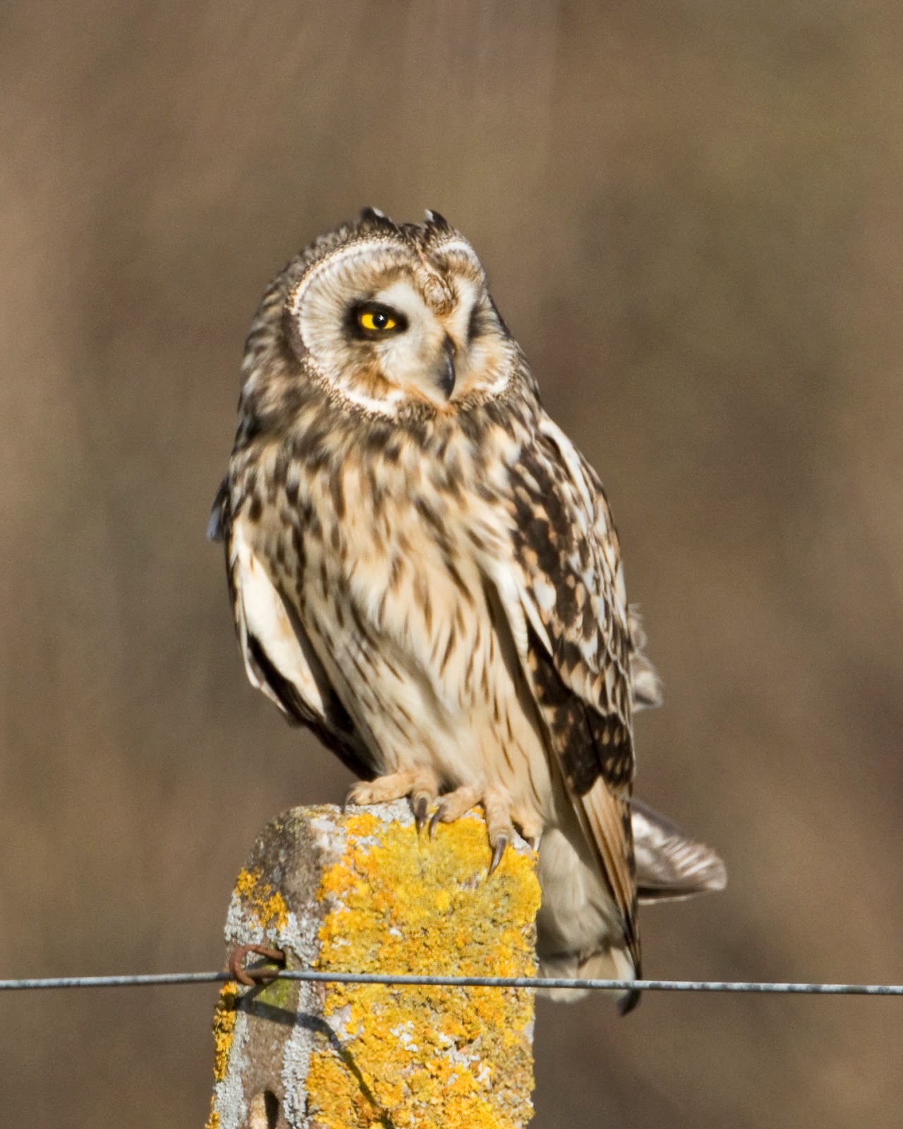 Martin's Sussex Birding Blog Shorteared Owl Revisited