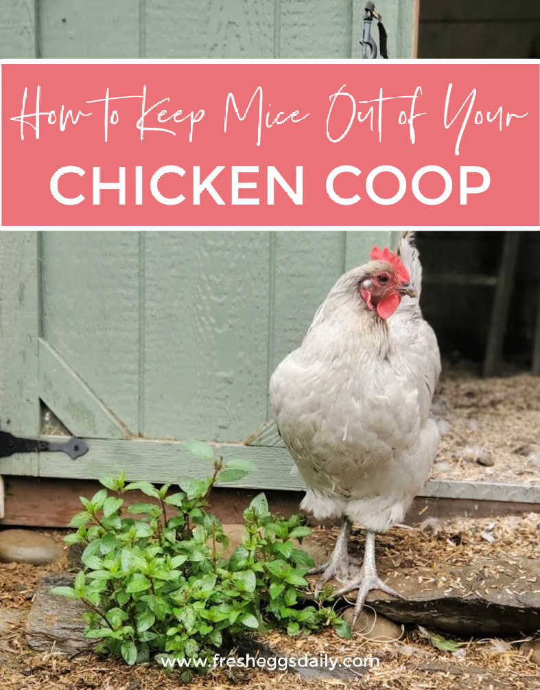 How to Keep Mice out of your Chicken Coop Fresh Eggs Daily® with Lisa