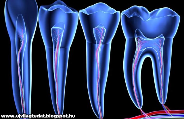 a látás és a fogak összekapcsolása)