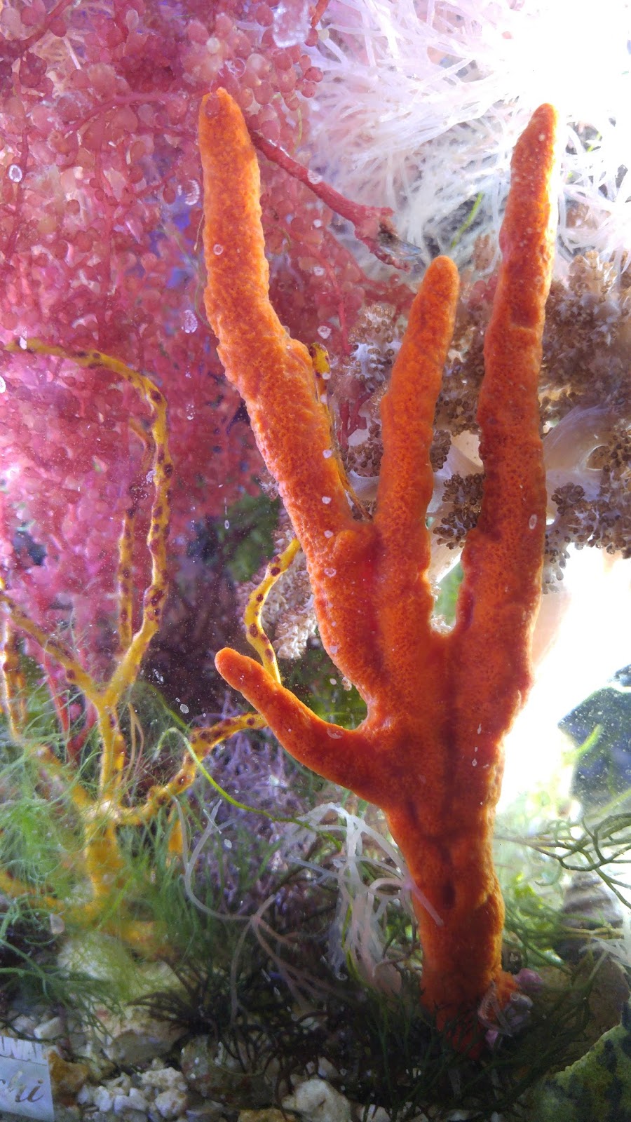 Marine Macro Algae For Sale Sponges