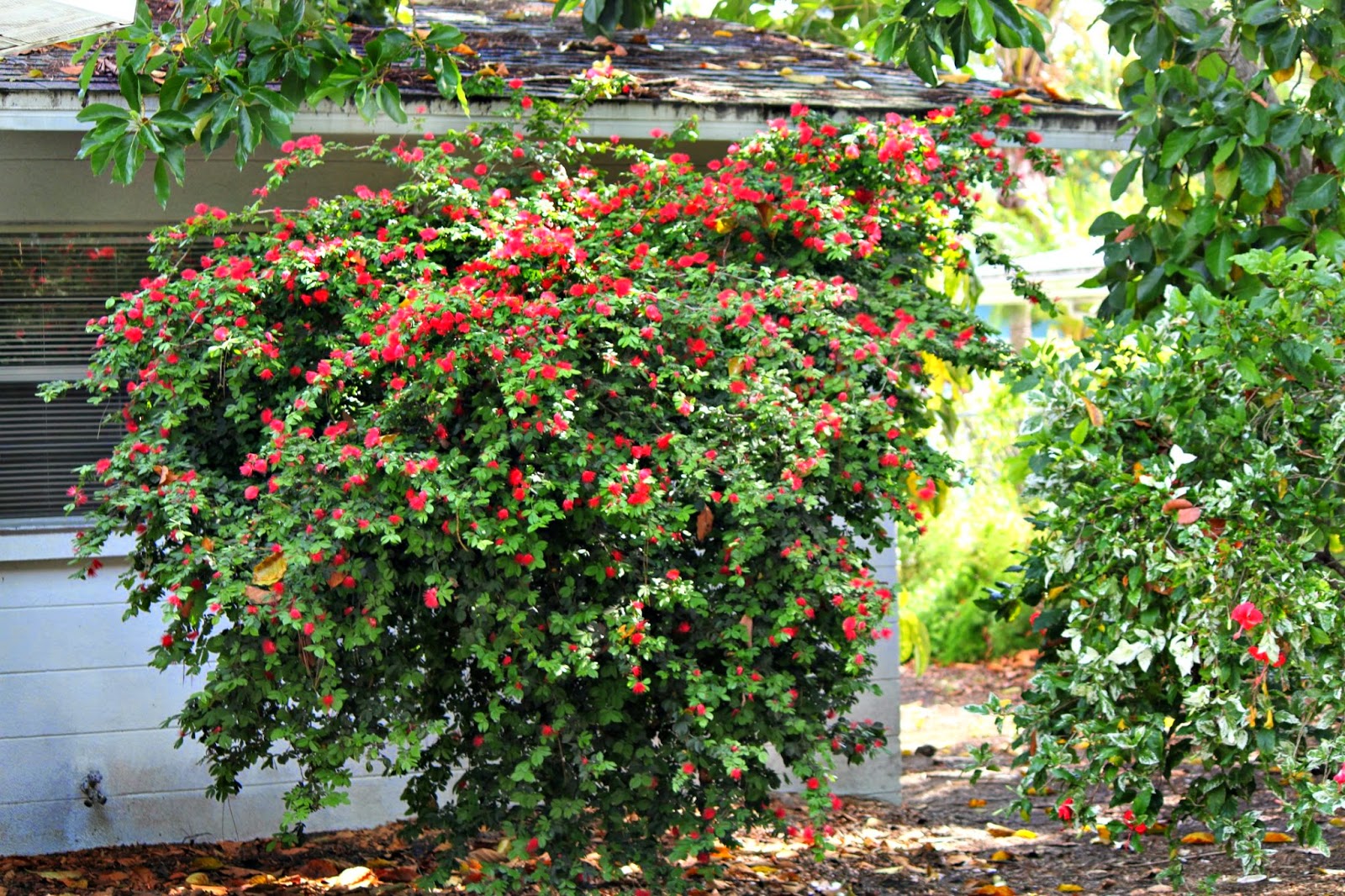 MadSnapper Dwarf Powder Puff Something New