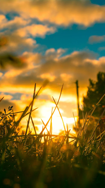 Grass Sunset Aesthetic Wallpaper