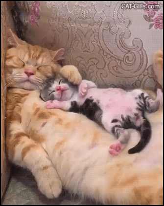 Cute Kitten GIF • Adorable pink tiny kitty sleeping on her Mom.“You're my fav pillow and bed.” Cute Kitten GIF • Adorable pink tiny kitty sleeping on her Mom.“You're my fav pillow and bed.”