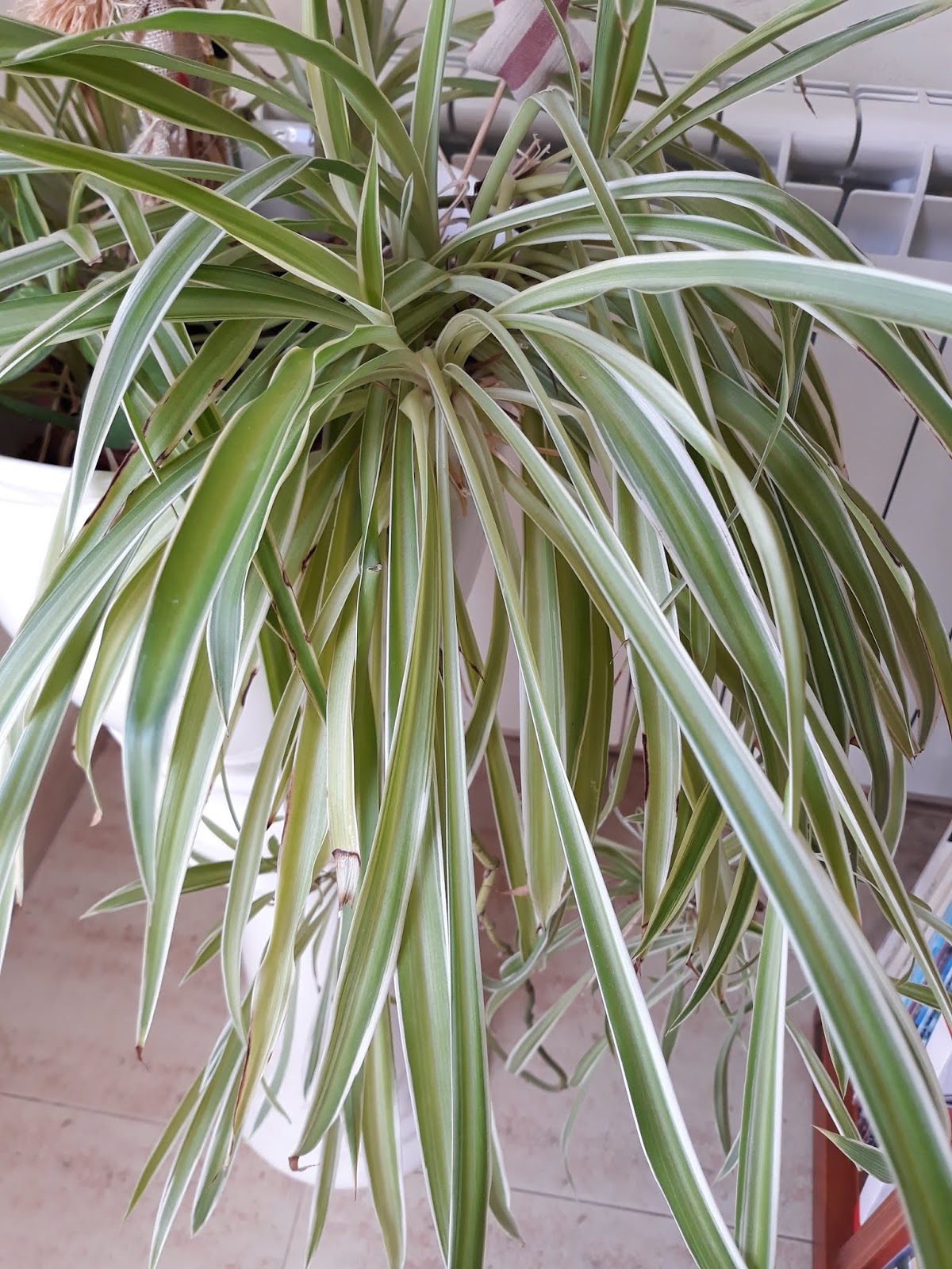 TALLER DE JARDINERÍA DEL C.E.E. NÚMERO