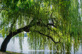 Willow Tree