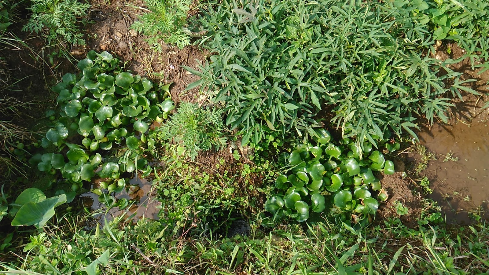  Eceng  gondok  sebagai filter irigasi pertanian  organik 
