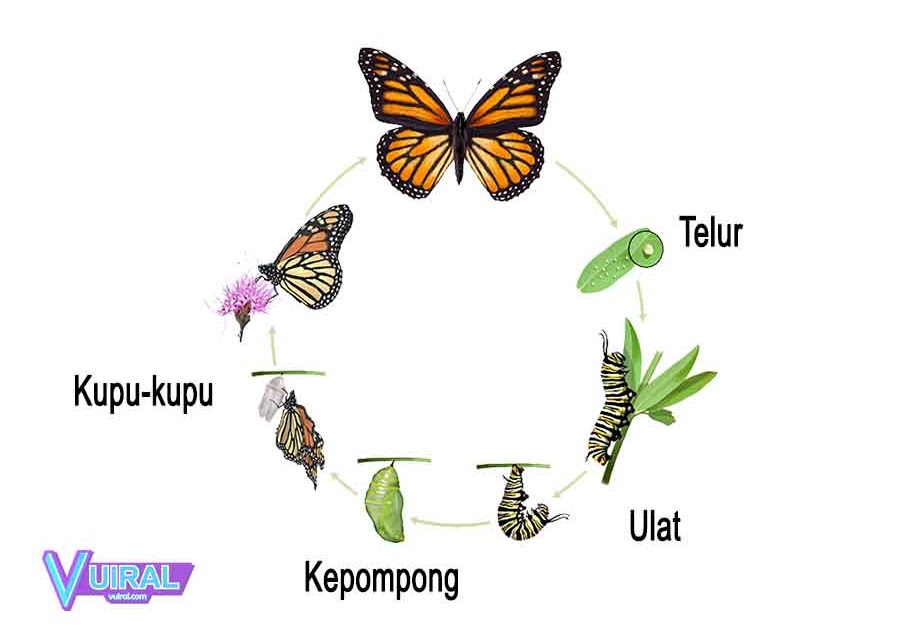Pengertian Contoh Metamorfosis Sempurna Dan Tidak Sempurna Pada Hewan