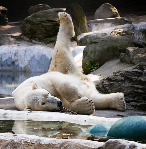 My happyclub photos: Lazy bear My happyclub photos: Lazy bear