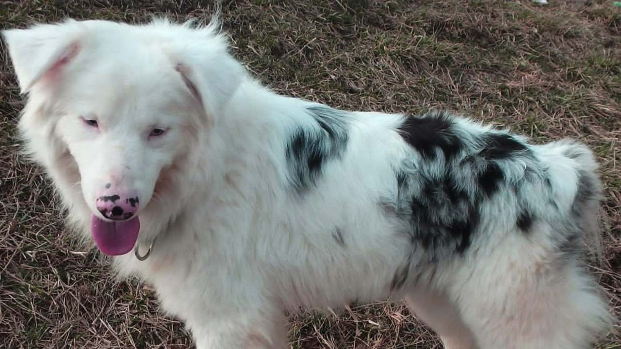 white merle aussie
