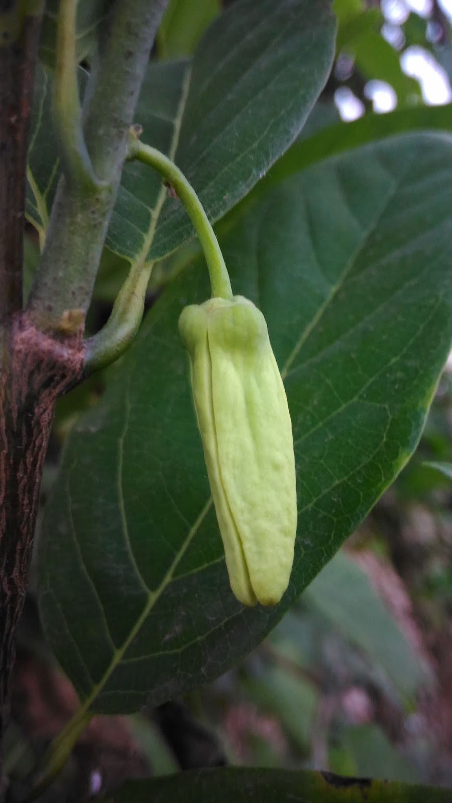 Custard apple flower bud