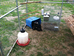 chicken coop dog kennel rabbits wood 10x10 farmland freeways