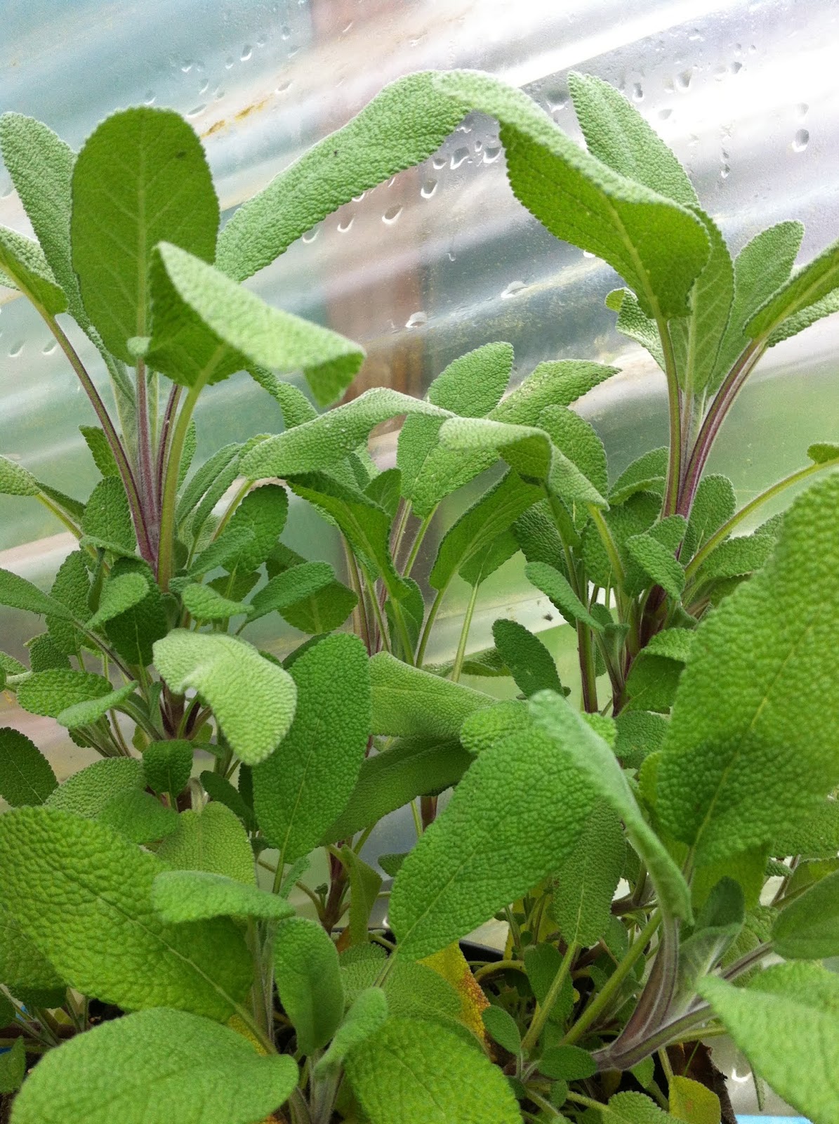 Raw Edible Plants August 2018