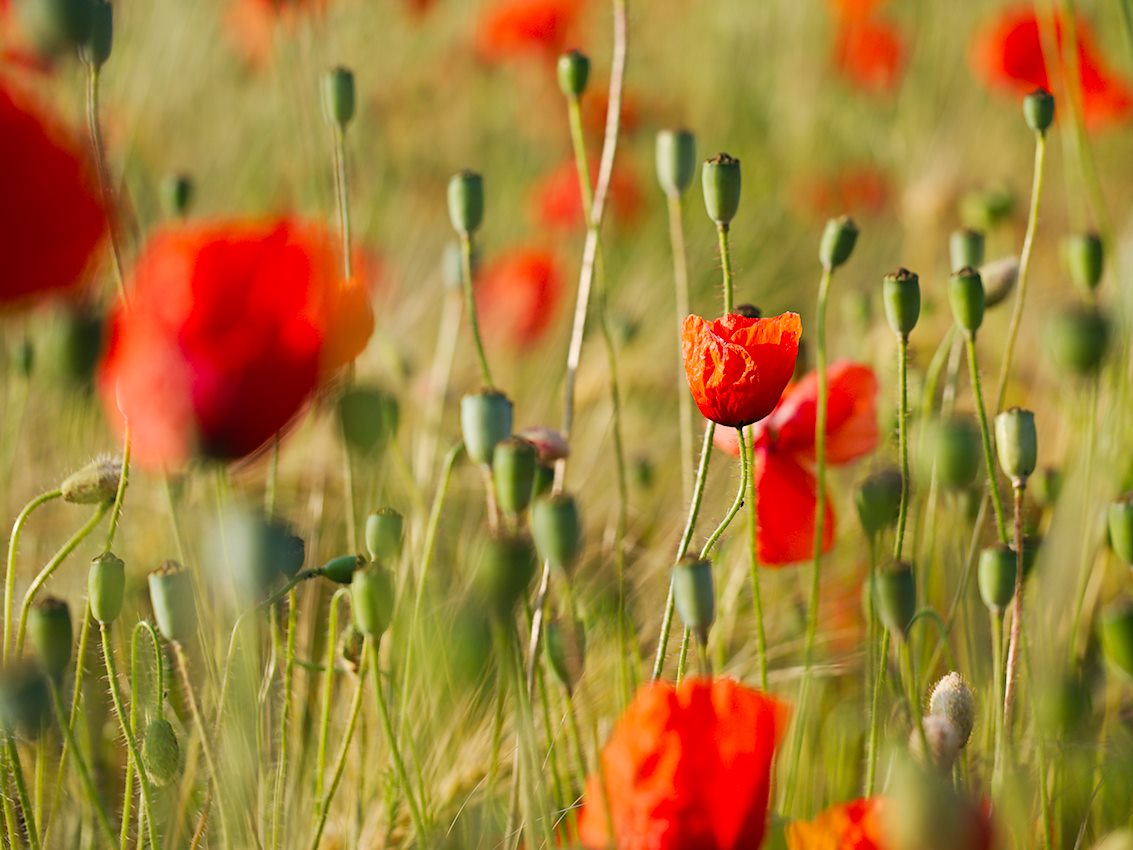Tipsie Testet Tee Sinnliche Vorweihnachtszeit