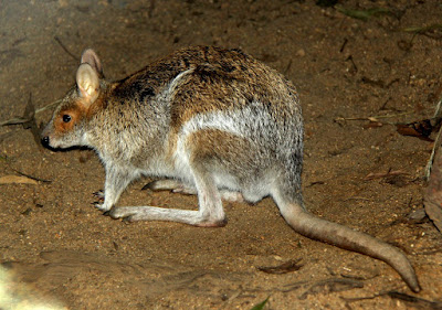 wallabies world