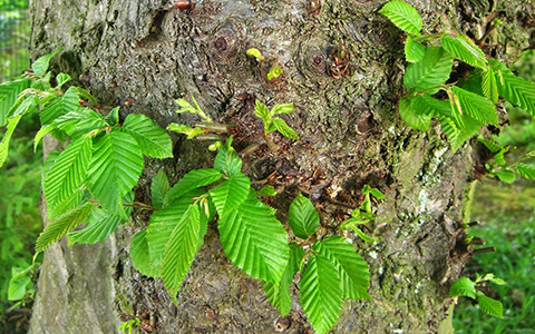 Watersprouts growing on damaged tree trunk