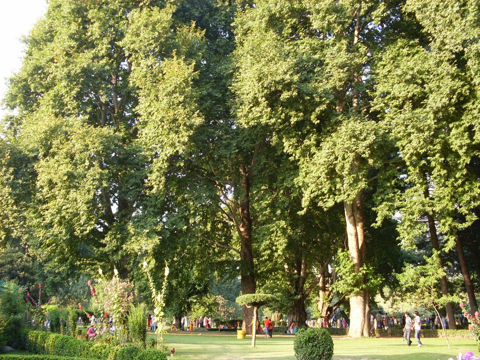 CHINAR SHADE SOME COMMON TREES OF KASHMIR