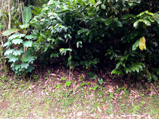 Natural Environment Plants And Trees Alongside The Village Road At Tabanan, Bali, Indonesia