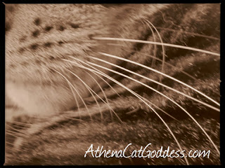 macro image of cat whiskers