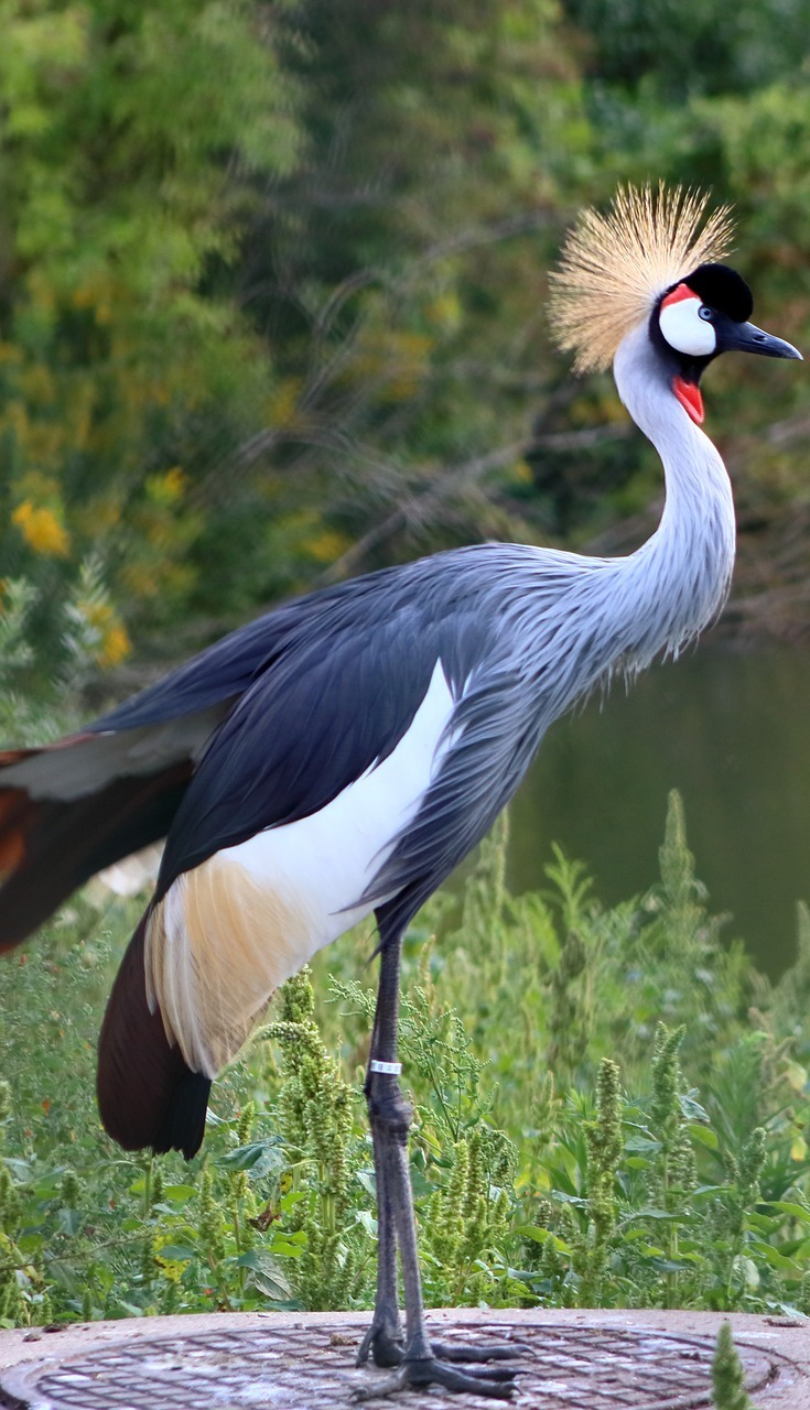 A grey crowned crane.
