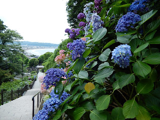 ���A�@�̃A�W�T�C