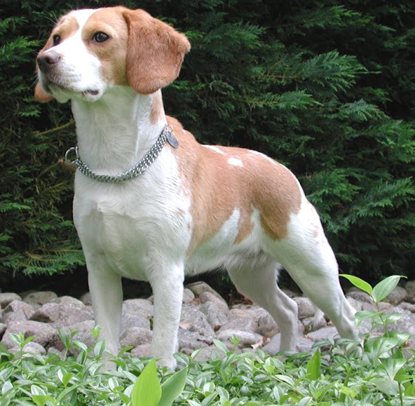 Beagle Facts White Beagle Dog Beagle Breed Male Beagle Puppy Names