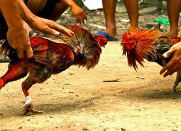 BEBERAPA GAMBAR  AYAM  SABUNG FILIPINA Berbagai Macam Ayam 