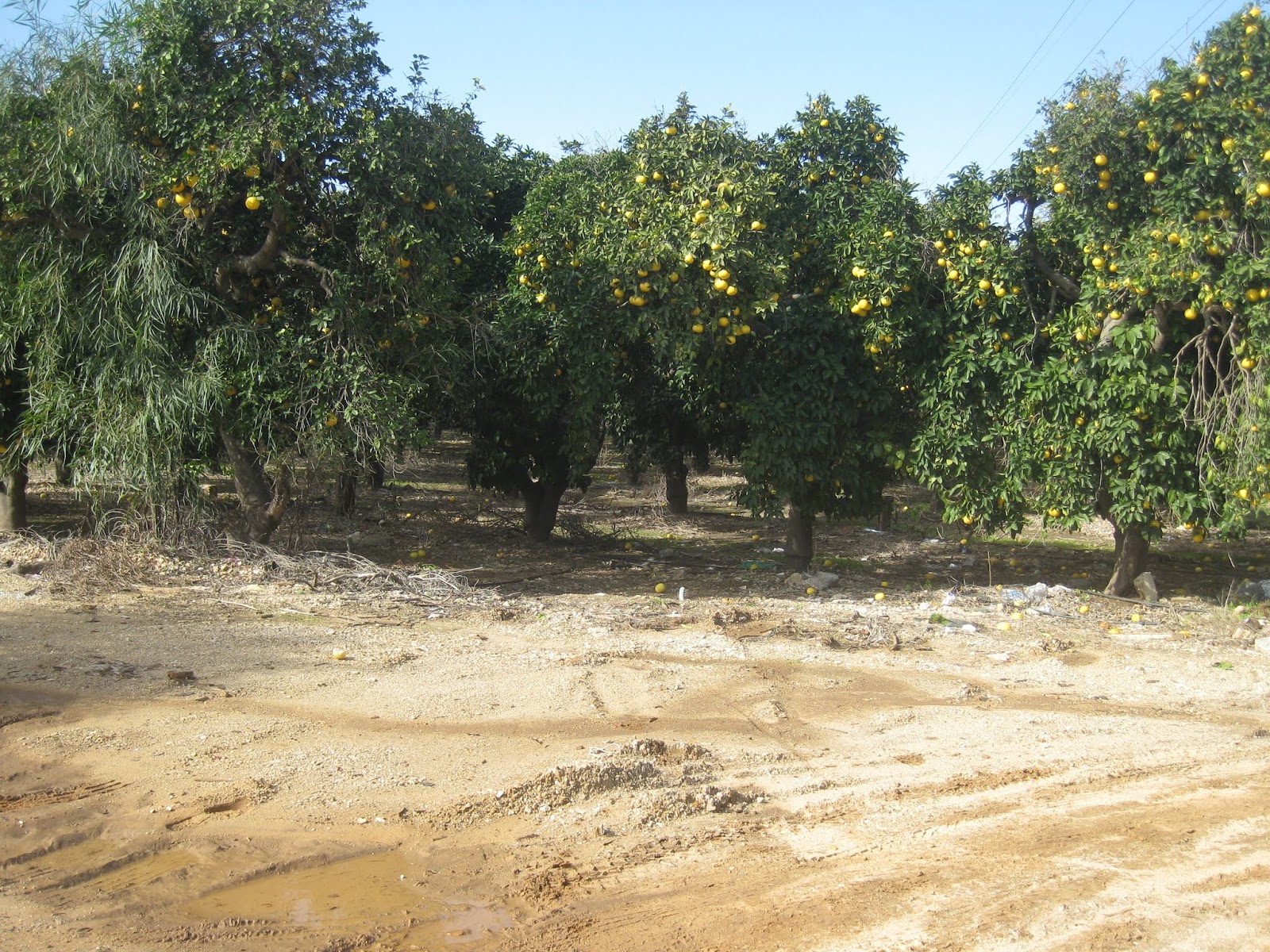 PlacesPeopleStuff with Character The Pomelo Orchard