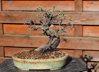 Yamadori, Blackthorn, Shohin, Blossoms