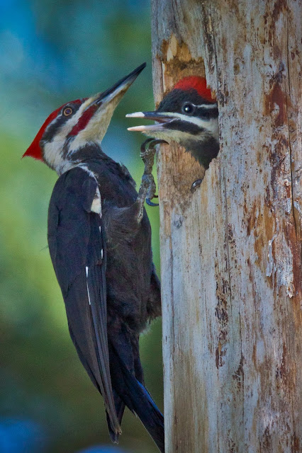 Feather Tailed Stories: Pileated Woodpecker Babies