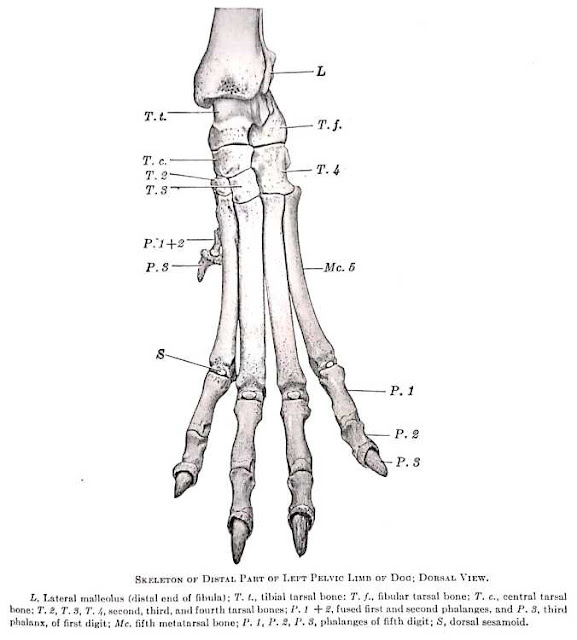 Bones of Metatarsus and Digit/Digits Gross Anatomy Anjani Mishra