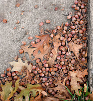 acorns and fall leaves