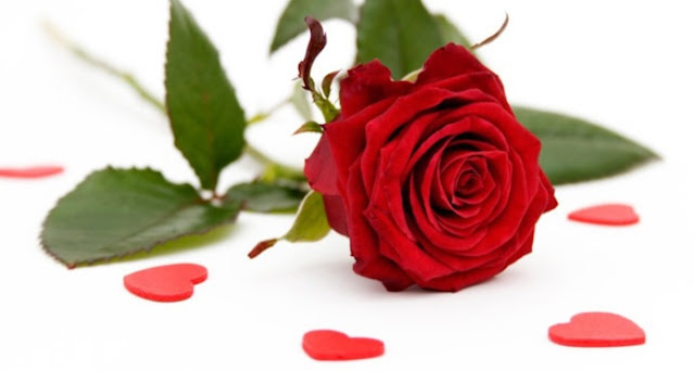 Contoh Teks Laporan Hasil Observasi Tentang Bunga Mawar