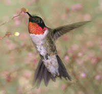 Ruby-throated hummingbird male, USFWS 2003