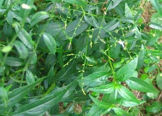 tanaman obat sambiloto (Andrographis Paniculata Nees)