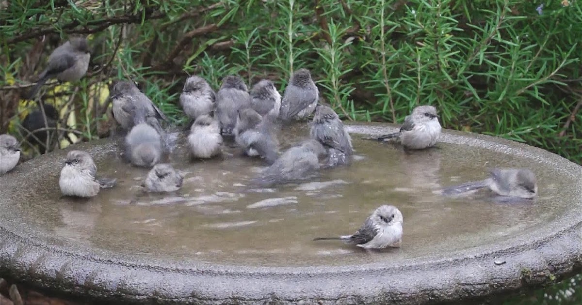 Water Features Attract More Birds to Your Yard My Birds